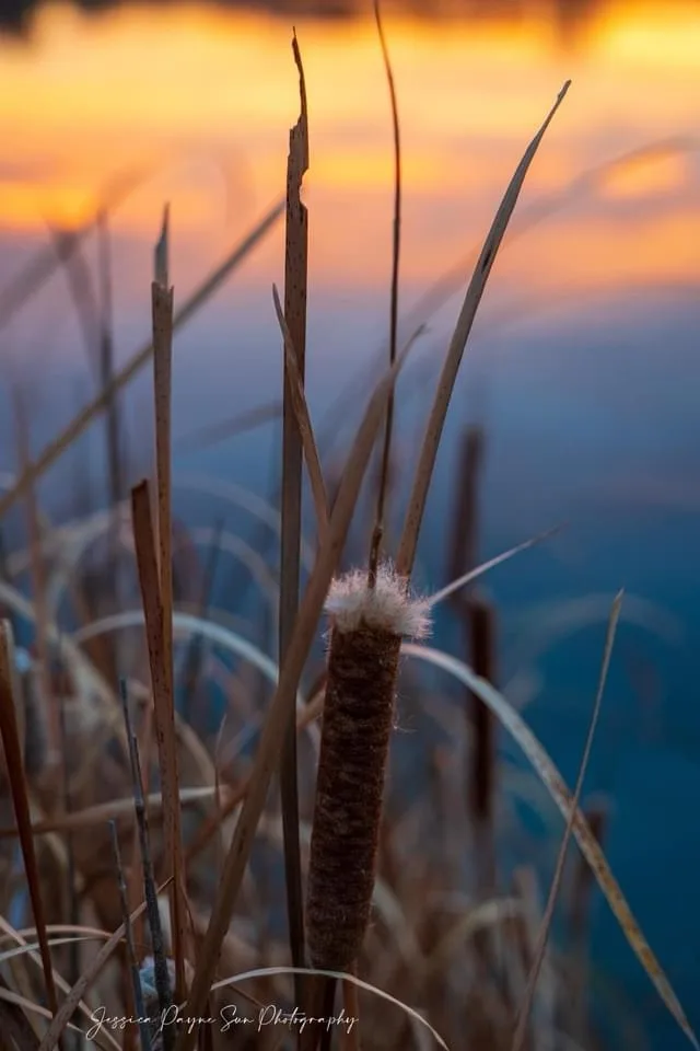Nature's Beauty: The Graceful Reeds Swaying in the Breeze
