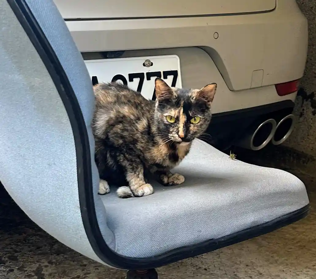 A tortoiseshell cat with green eyes sits on a light blue office chair positioned directly in front of the rear bumper of a…
