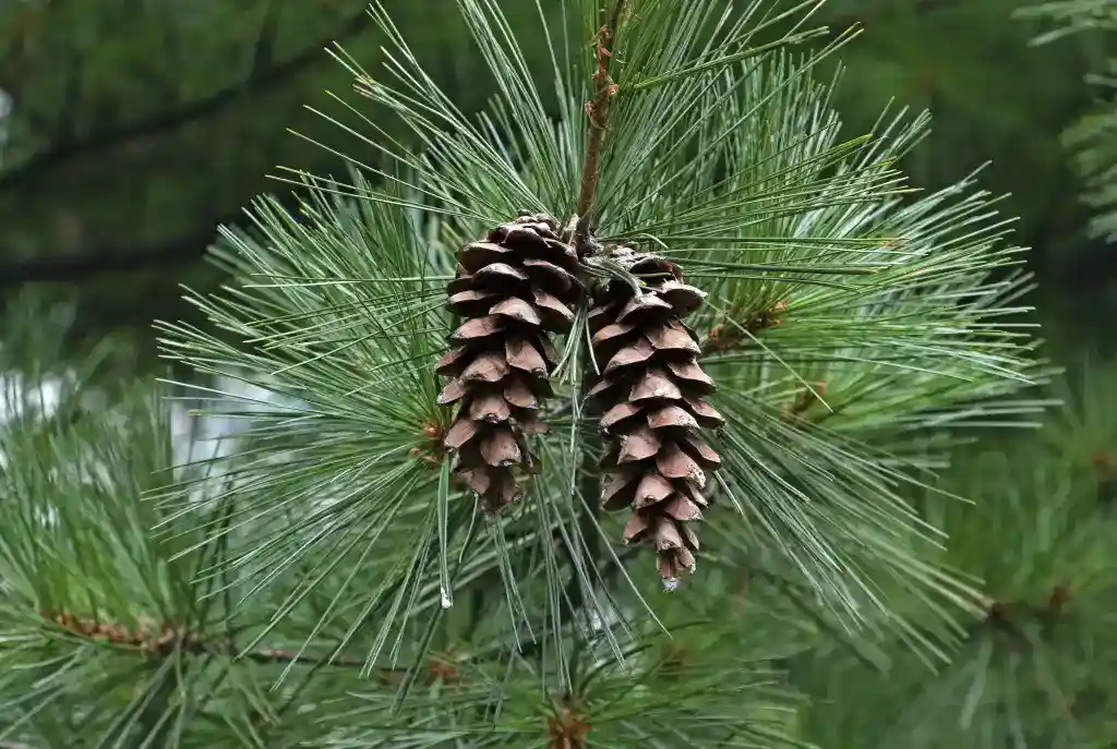 A close-up photograph shows two brown pine cones hanging from a branch of a pine tree, surrounded by long, slender green…