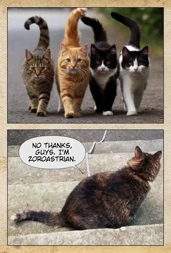 The top panel shows four cats walking toward the viewer with their tails held high. The bottom panel shows a different cat…