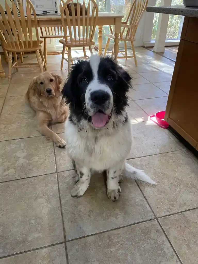 A black-and-white dog with a happy, tongue-out expression sits in the foreground on a tiled floor, while a golden retriever…