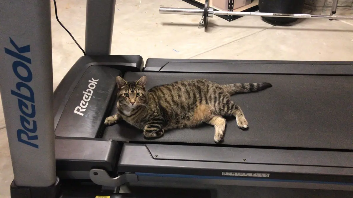 A tabby cat with striped fur is lying relaxed on a Reebok treadmill, looking directly at the camera. The treadmill is in a…