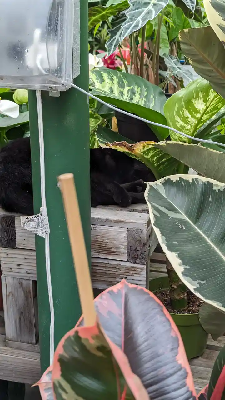 A black cat is curled up and sleeping on a wooden surface surrounded by lush, large-leafed plants in a greenhouse or garden…