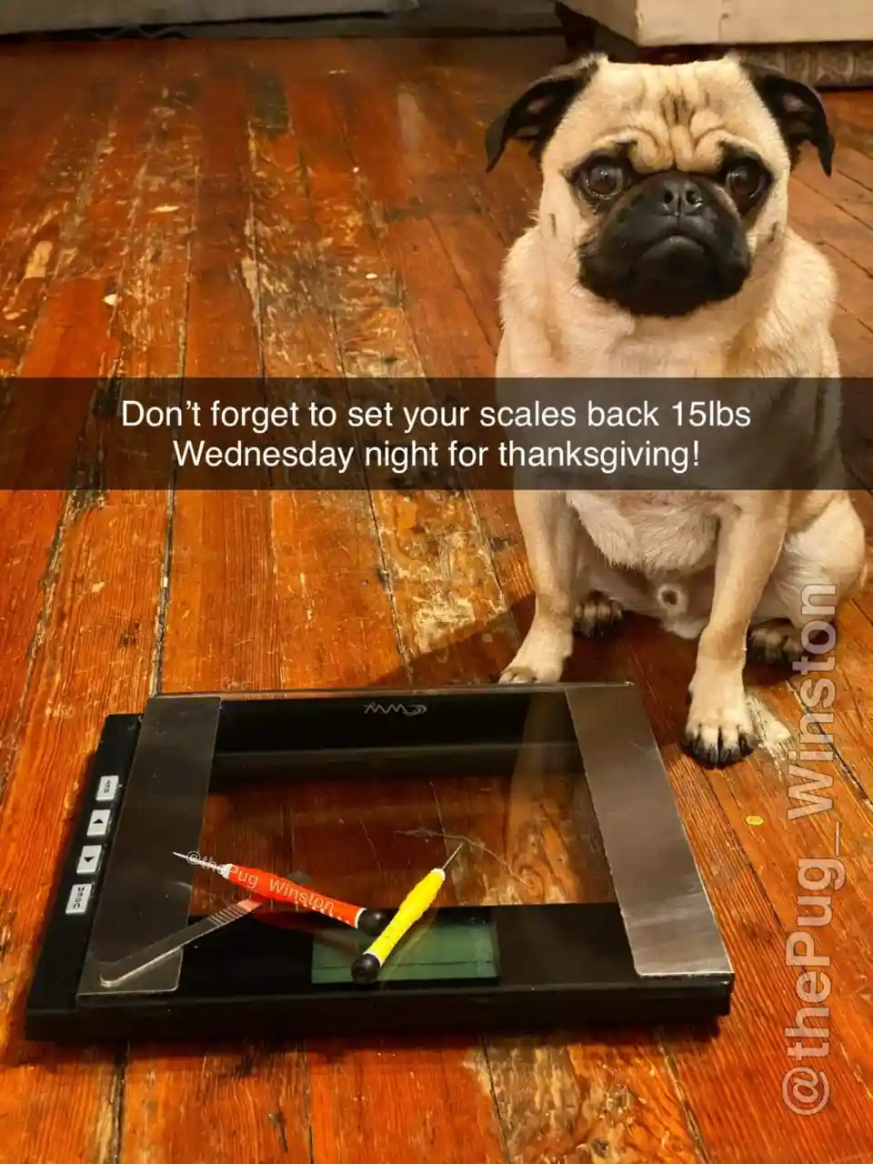A fawn-colored pug with a sad, pleading expression sits on a wooden floor next to a digital bathroom scale. The scale has a…