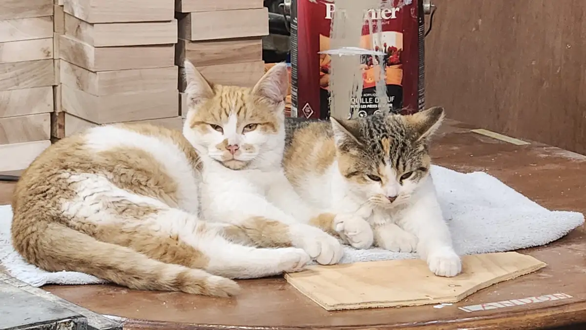 Two cats, one orange and white, the other tabby and white, are lounging side-by-side on a white towel atop a wooden surface…