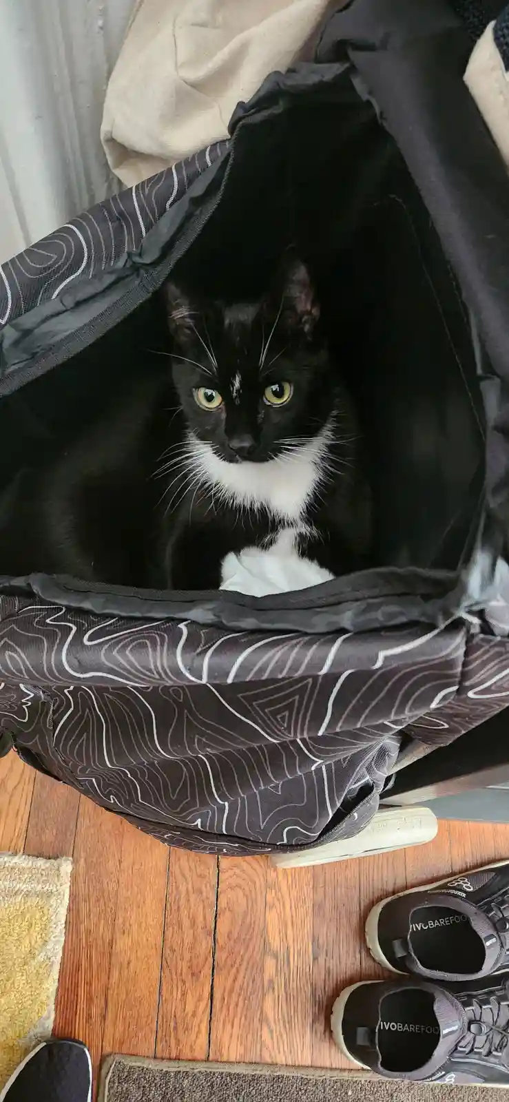 A black and white cat with bright green eyes sits inside a dark gray patterned backpack, looking directly at the camera with…
