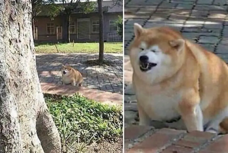 The image is split into two panels showing a small, fluffy dog sitting on a paved path outdoors. In the left panel, the dog…