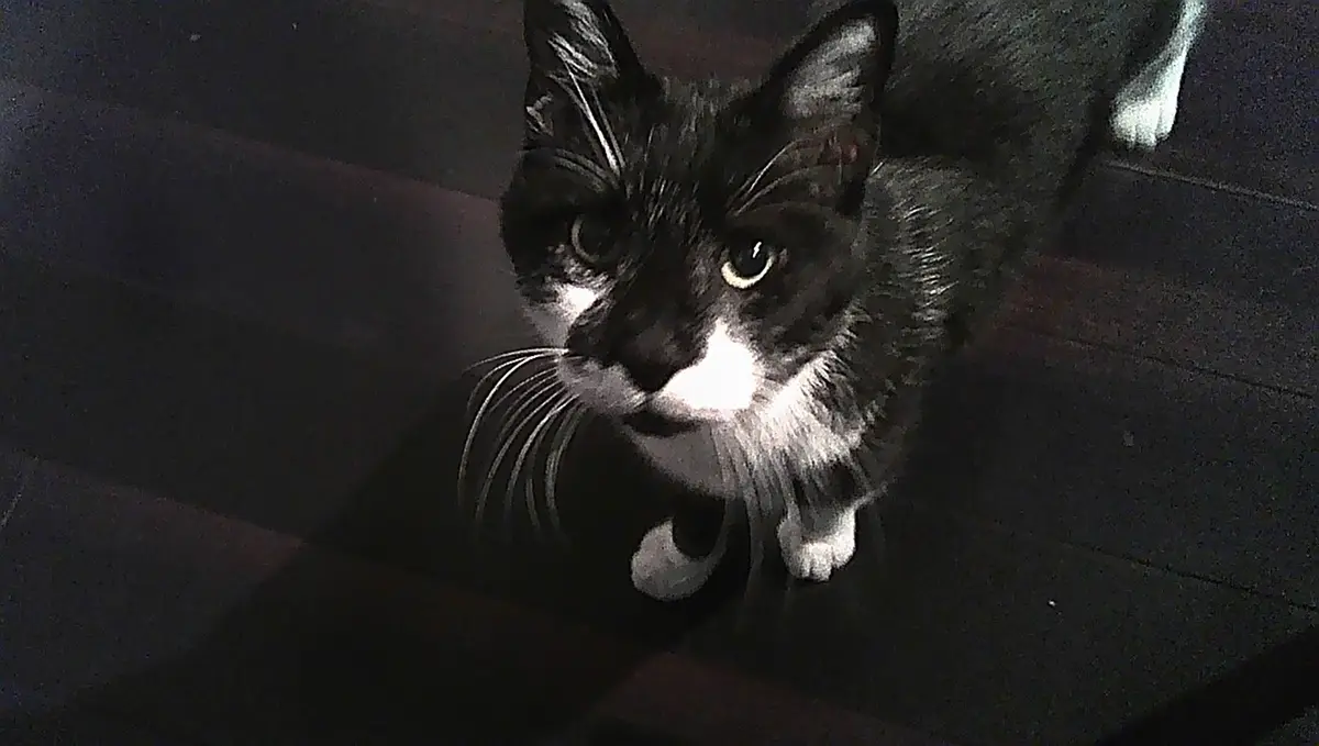 Meet Ricky: The Star of the Show