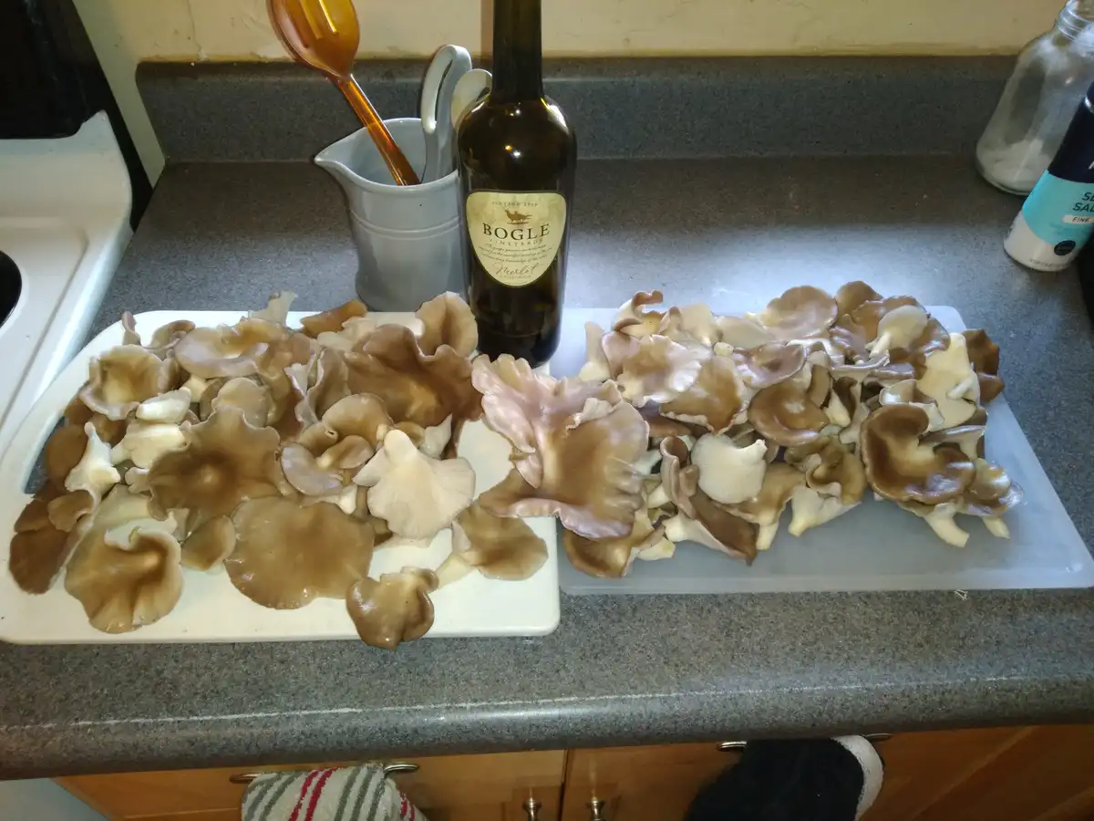 A kitchen counter displays two cutting boards piled high with fresh oyster mushrooms, flanked by a bottle of Bogle Vineyards…