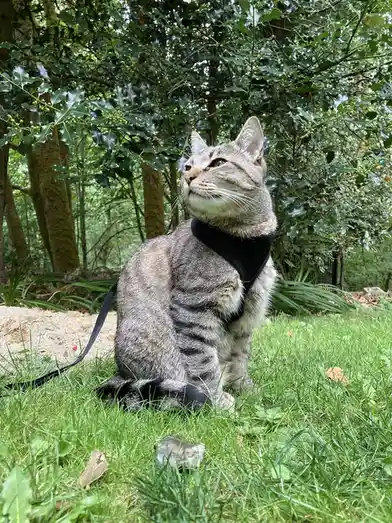 A tabby cat wearing a black harness and leash sits on green grass outdoors, looking upward with a calm expression. Behind it…