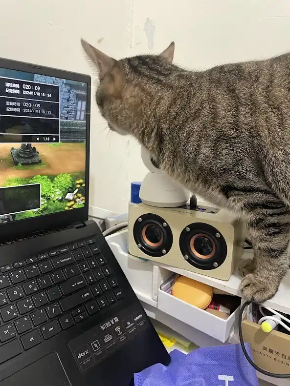 Adorable Feline Alert!