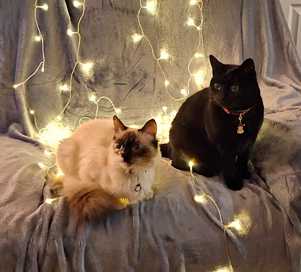 Two cats, one fluffy cream-colored with dark points and one solid black, sit side by side on a gray blanket adorned with…