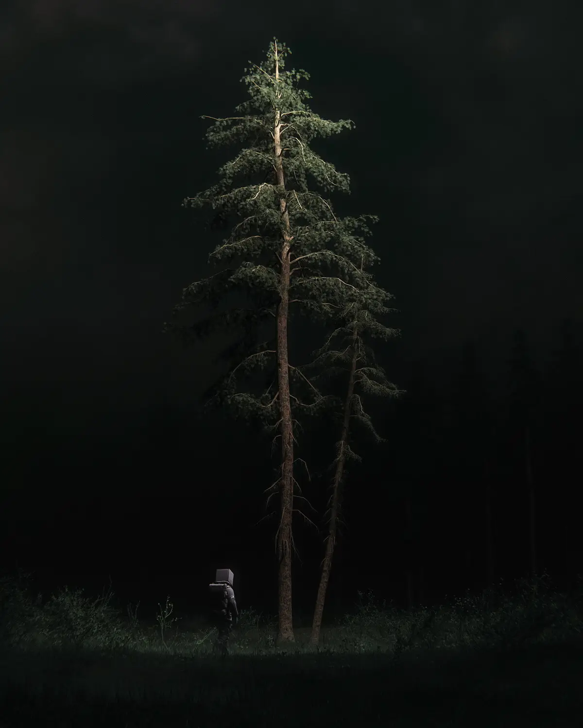 Pines of Serenity, a beautiful piece by Huleeb.