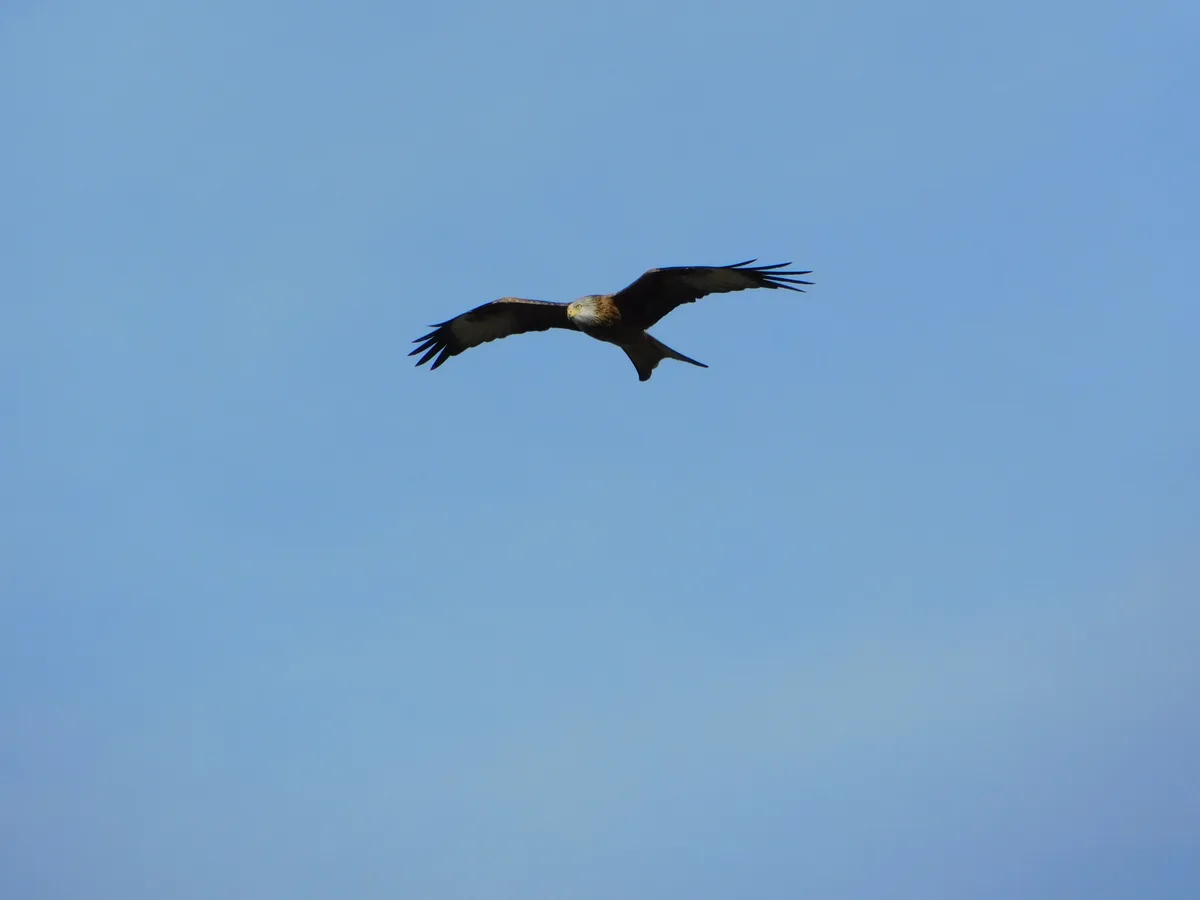 A red kite soars gracefully with wings spread wide against a clear blue sky, its dark brown and white feathers visible. The…