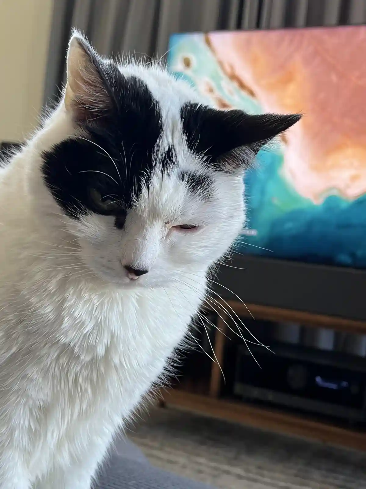 A close-up photo of a black-and-white cat with one eye half-closed and a weary expression, sitting in front of a TV…