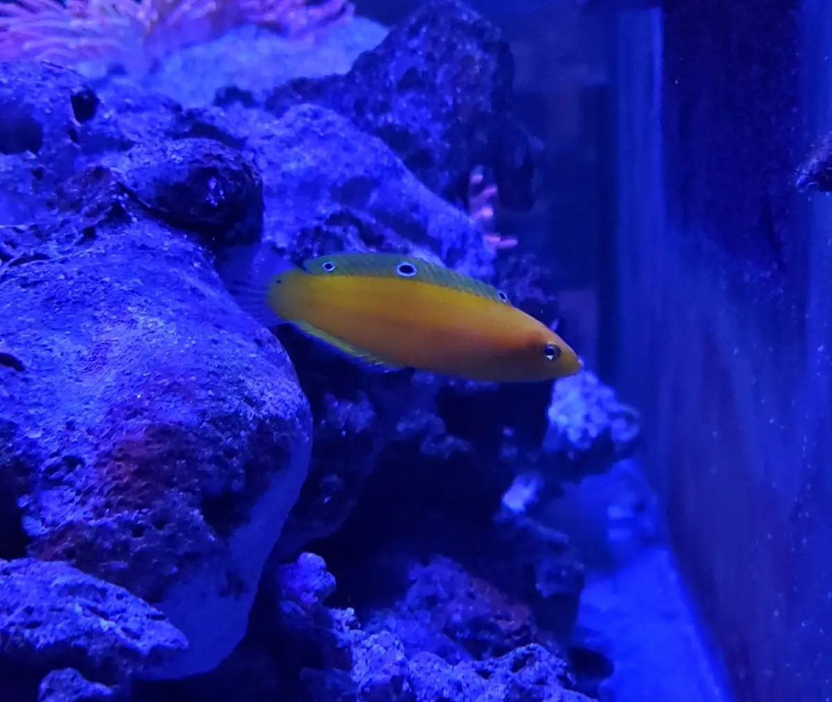 Meet the Vibrant Yellow Coris Wrasse