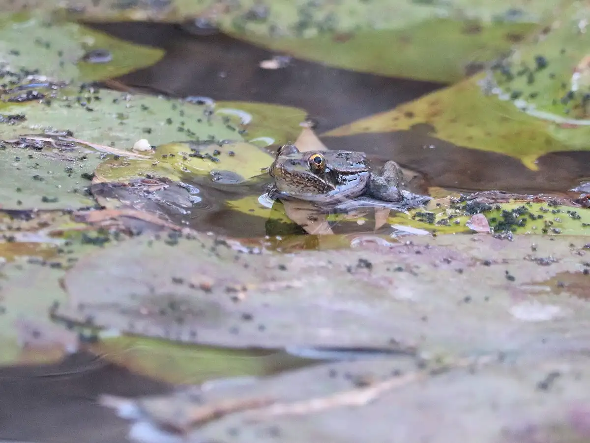 A close-up photo shows a brown frog partially submerged in murky water, resting among large, algae-speckled lily pads. The…