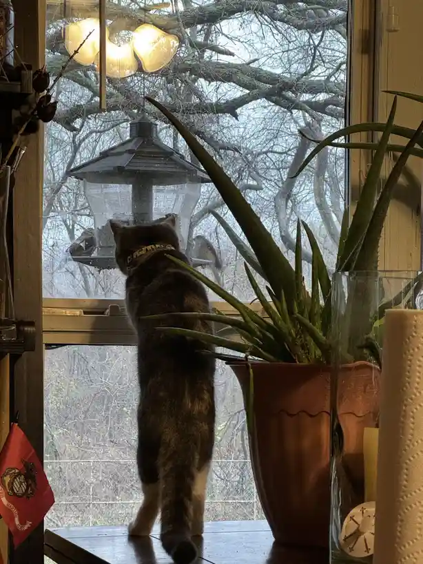 A tabby cat stands on a windowsill, intently staring at a bird feeder outside through a glass window. Bare winter trees are…