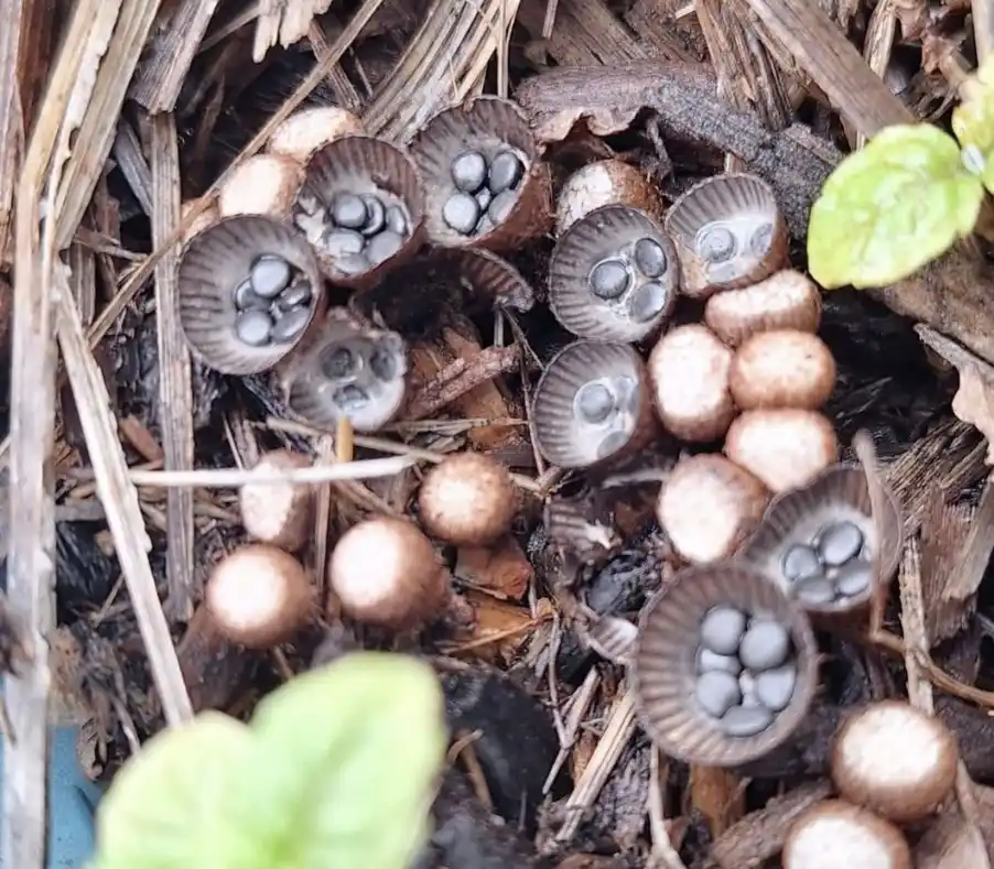 A close-up photo shows numerous small, cup-shaped mushrooms growing in soil and mulch, some open to reveal dark, bead-like…