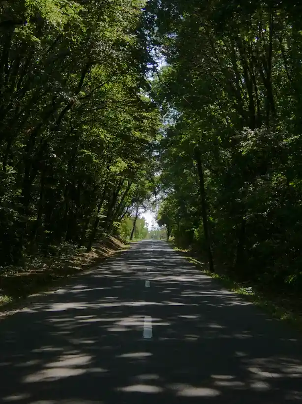 A straight asphalt road stretches into the distance, flanked by tall green trees forming a natural canopy overhead. Sunlight…