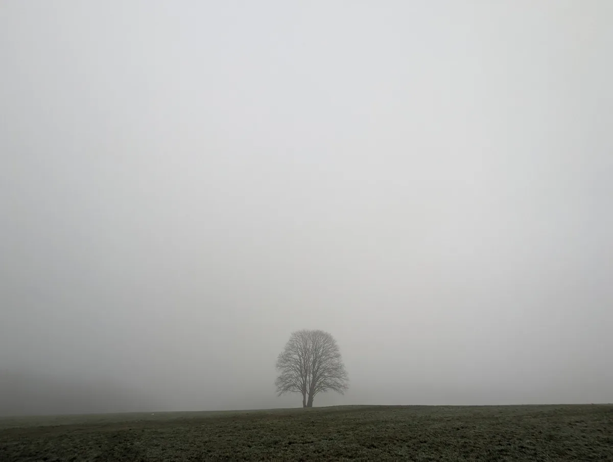 A solitary, leafless tree stands in the middle of a vast, fog-covered field under a gray sky. The ground is covered in…