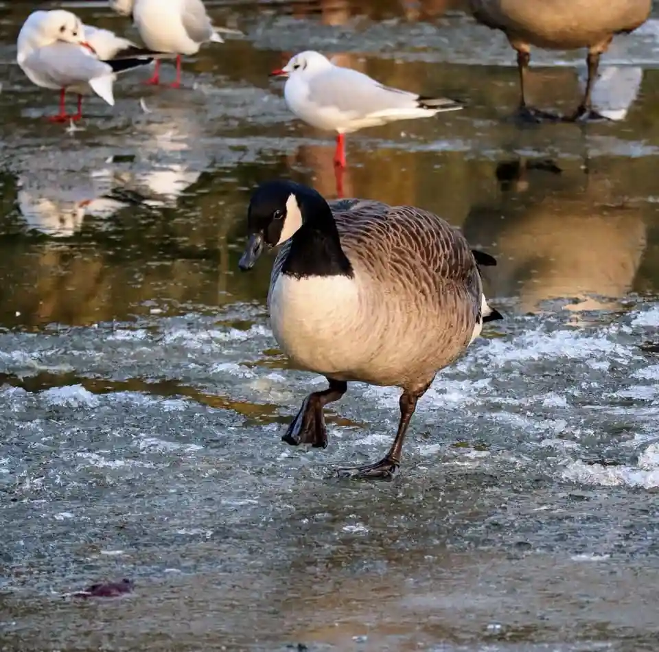 A canadian goose stands on a partially frozen, icy surface, looking sideways with one foot lifted as if mid-step. In the…