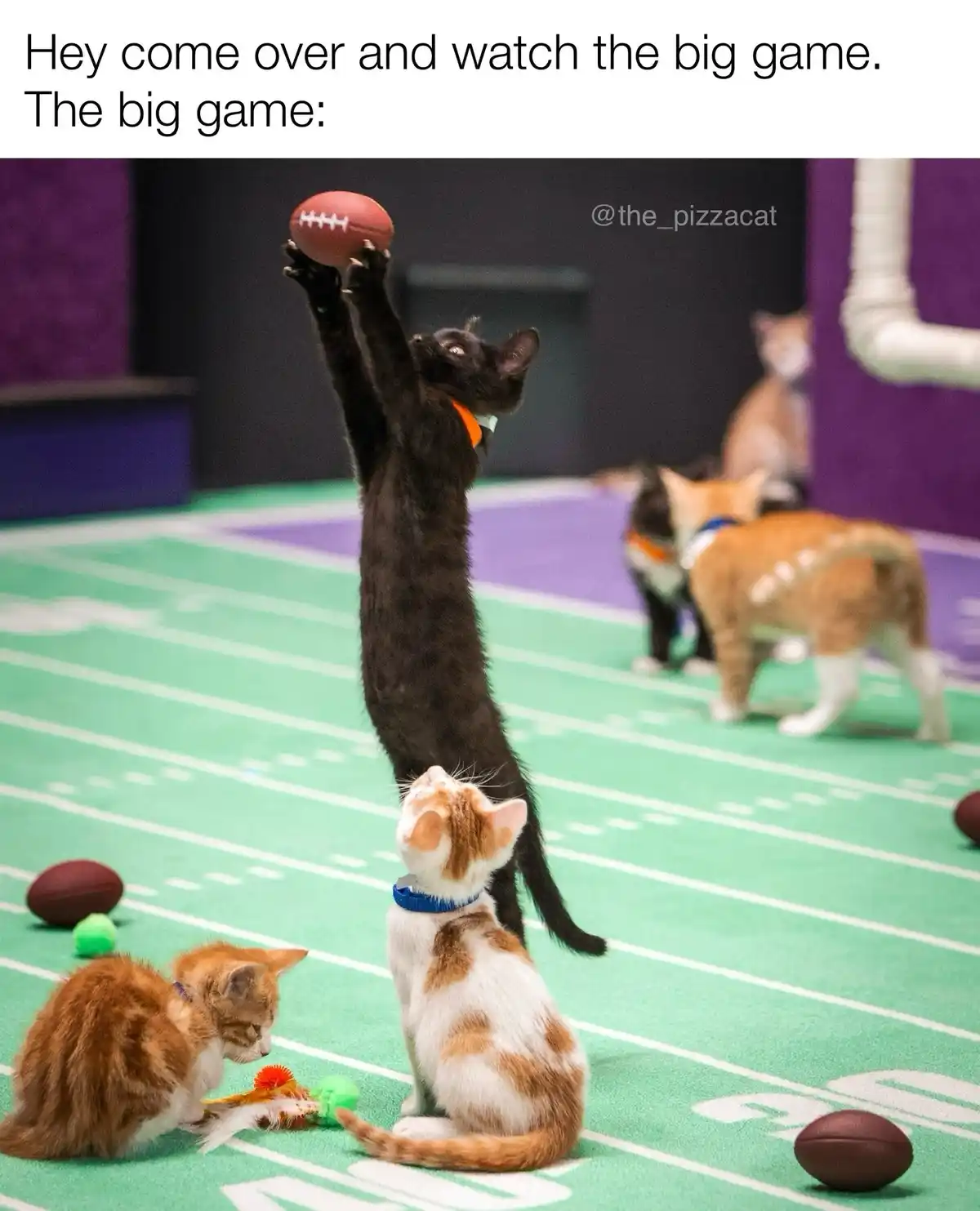 A black cat stands on its hind legs on a green football field, stretching upward to catch a football. Several other kittens…