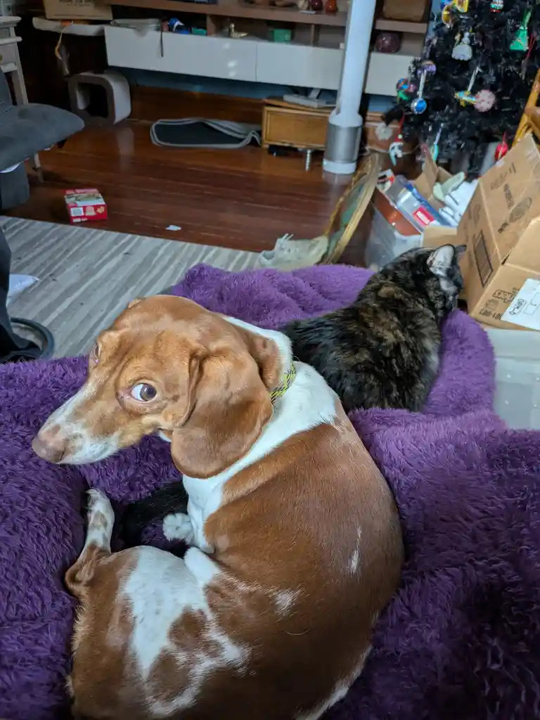 A brown and white dachshund with large, expressive eyes sits on a purple fluffy bed, looking sideways with a seemingly…