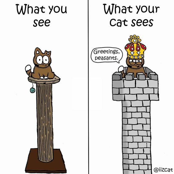 The image is split into two panels. Left: a cartoon cat sits calmly on a simple wooden scratching post with a dangling toy…