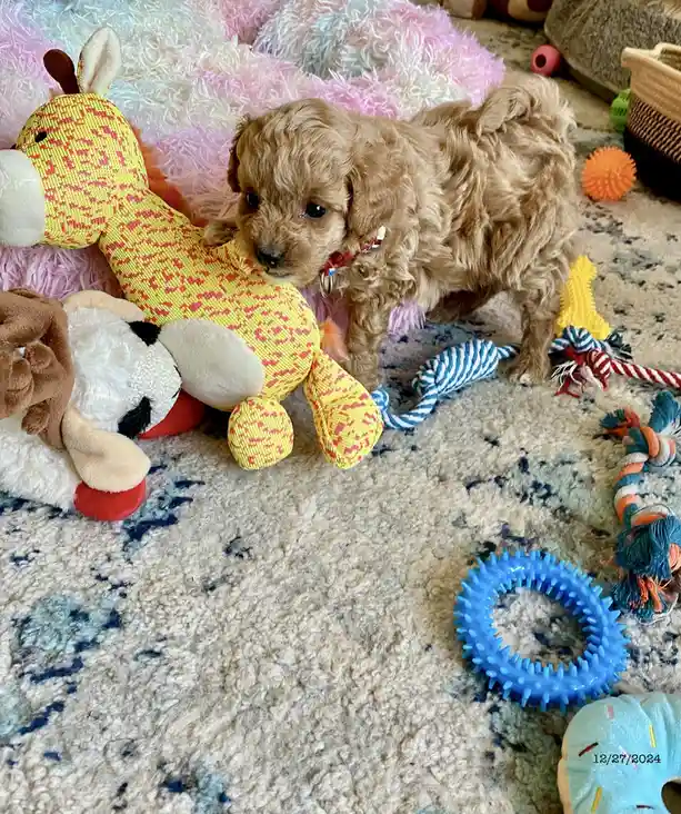 A small, fluffy, light brown puppy with curly fur stands on a patterned rug surrounded by various dog toys, including a…