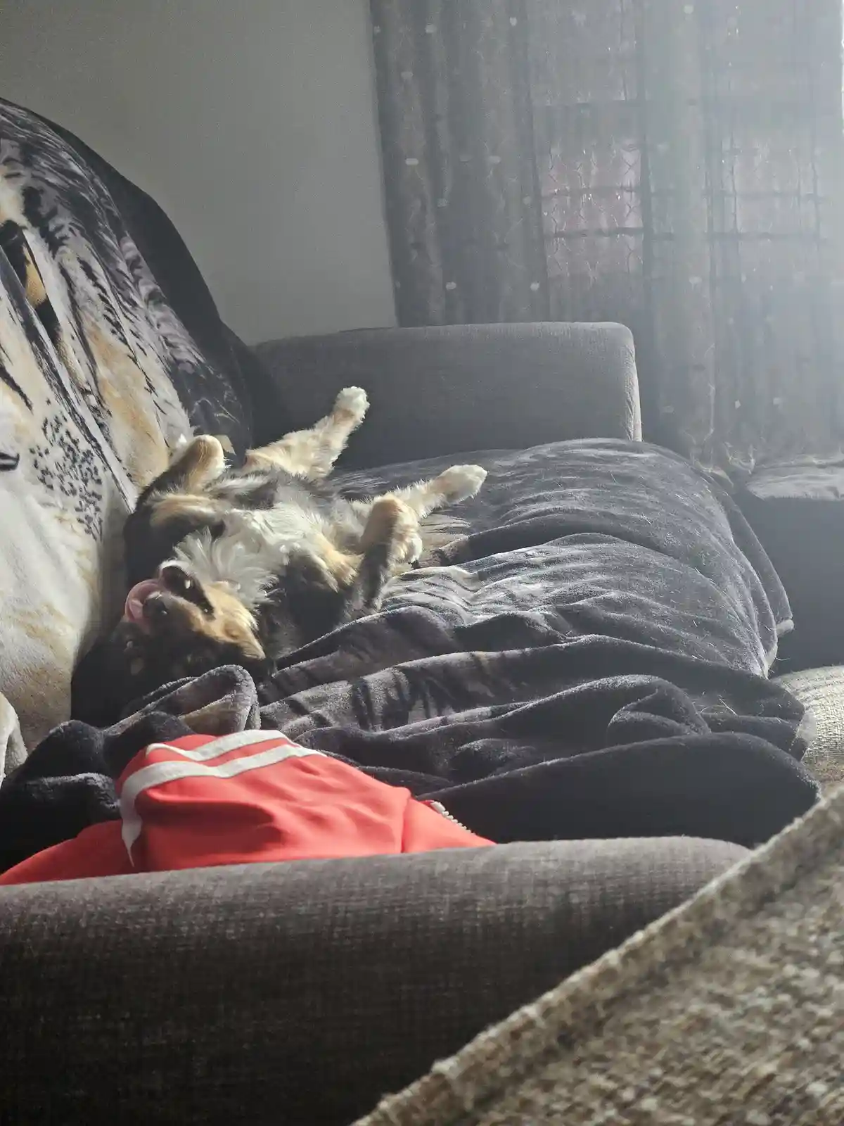 A tricolor dog lies on its back on a dark gray couch, legs in the air, tongue out, looking relaxed. A dark gray blanket is…