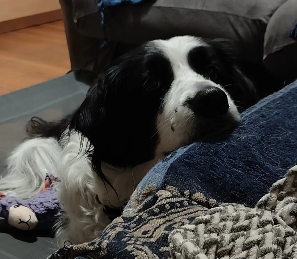 A black and white dog with long floppy ears lies on a dark gray mat next to a person's leg covered in blankets, looking up…