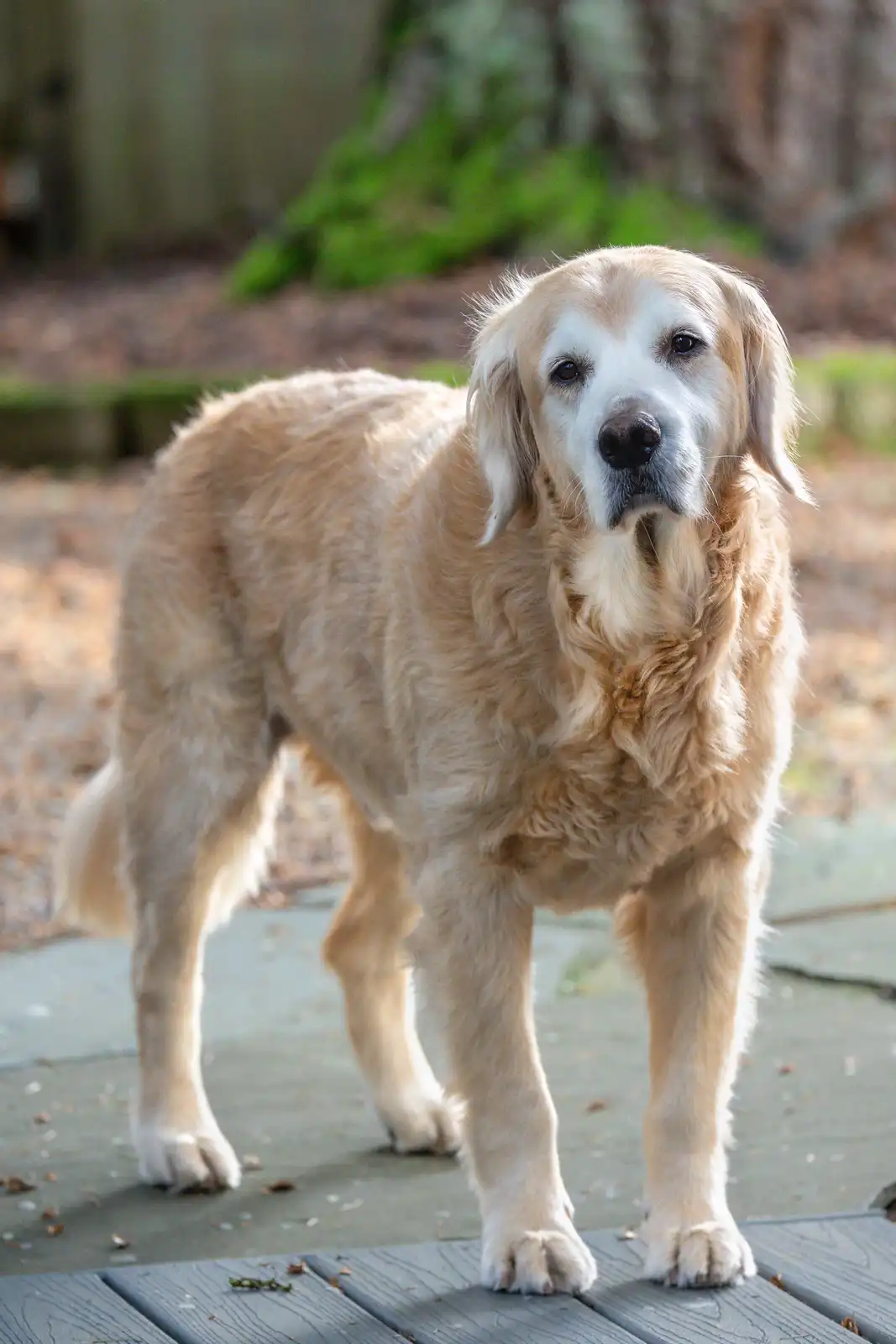 A golden retriever stands on a wooden deck outdoors, looking directly at the camera with a calm, slightly weary expression…