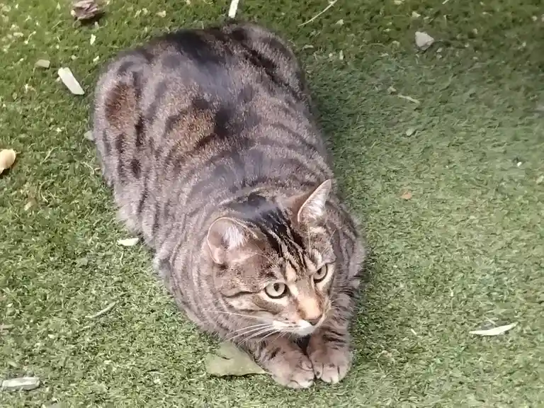 A tabby cat with dark stripes is lying on green grass, looking up with wide eyes. The cat's body is curled into a compact…