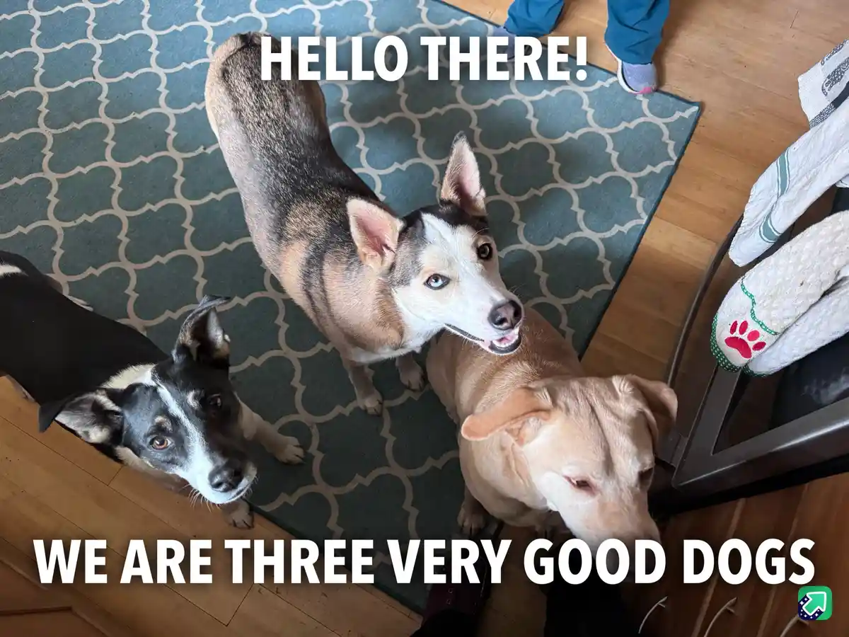 Three dogs are looking up at the camera from a high-angle shot on a patterned rug. The central dog, with blue eyes and a mix…