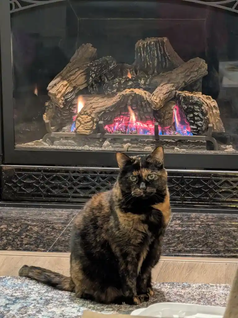 Spaz embracing its inner royalty.