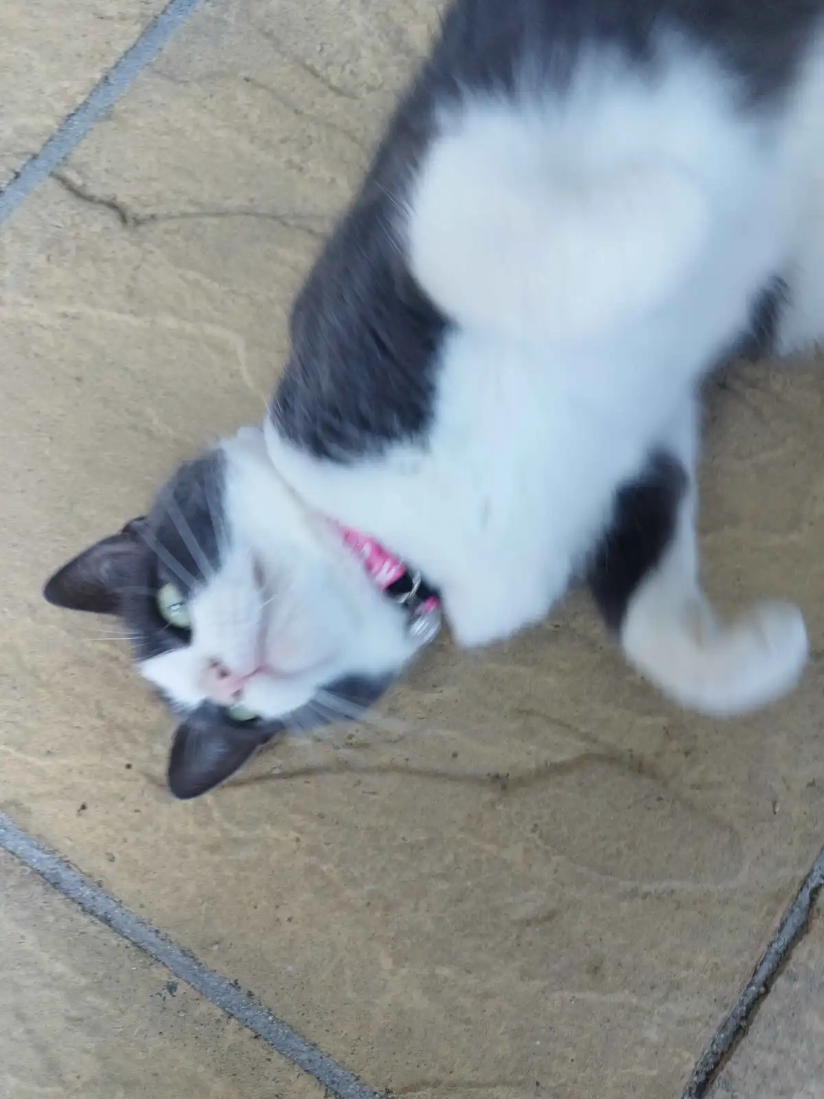A blurry photo of a black and white cat lying on its back on a tiled floor, looking up with a relaxed expression while…