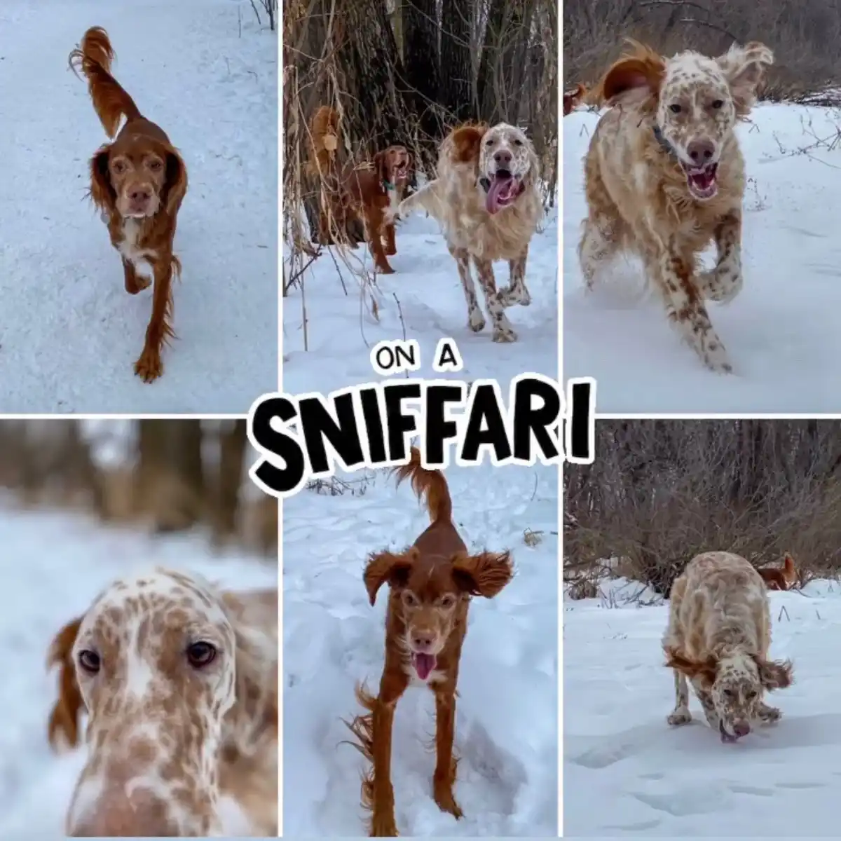A collage of six photos shows several brown and white dogs of various breeds, mostly spaniels, joyfully running and sniffing…