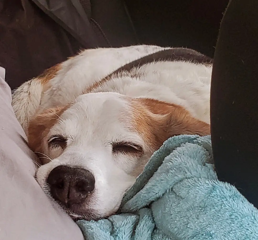 A close-up photo of a beagle dog sleeping peacefully with its eyes closed, nestled on a light blue fluffy blanket and a…