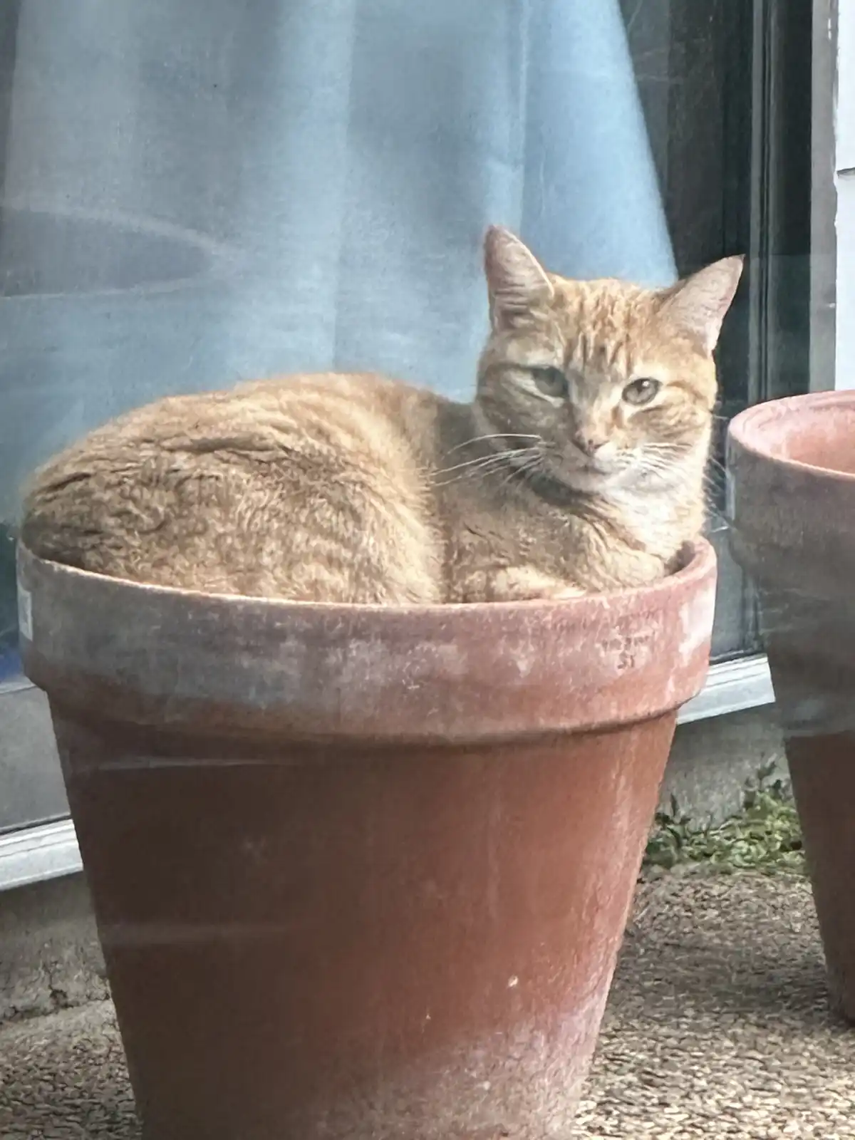 An orange tabby cat is curled up and resting inside a large, reddish-brown terracotta flower pot, positioned outdoors near a…