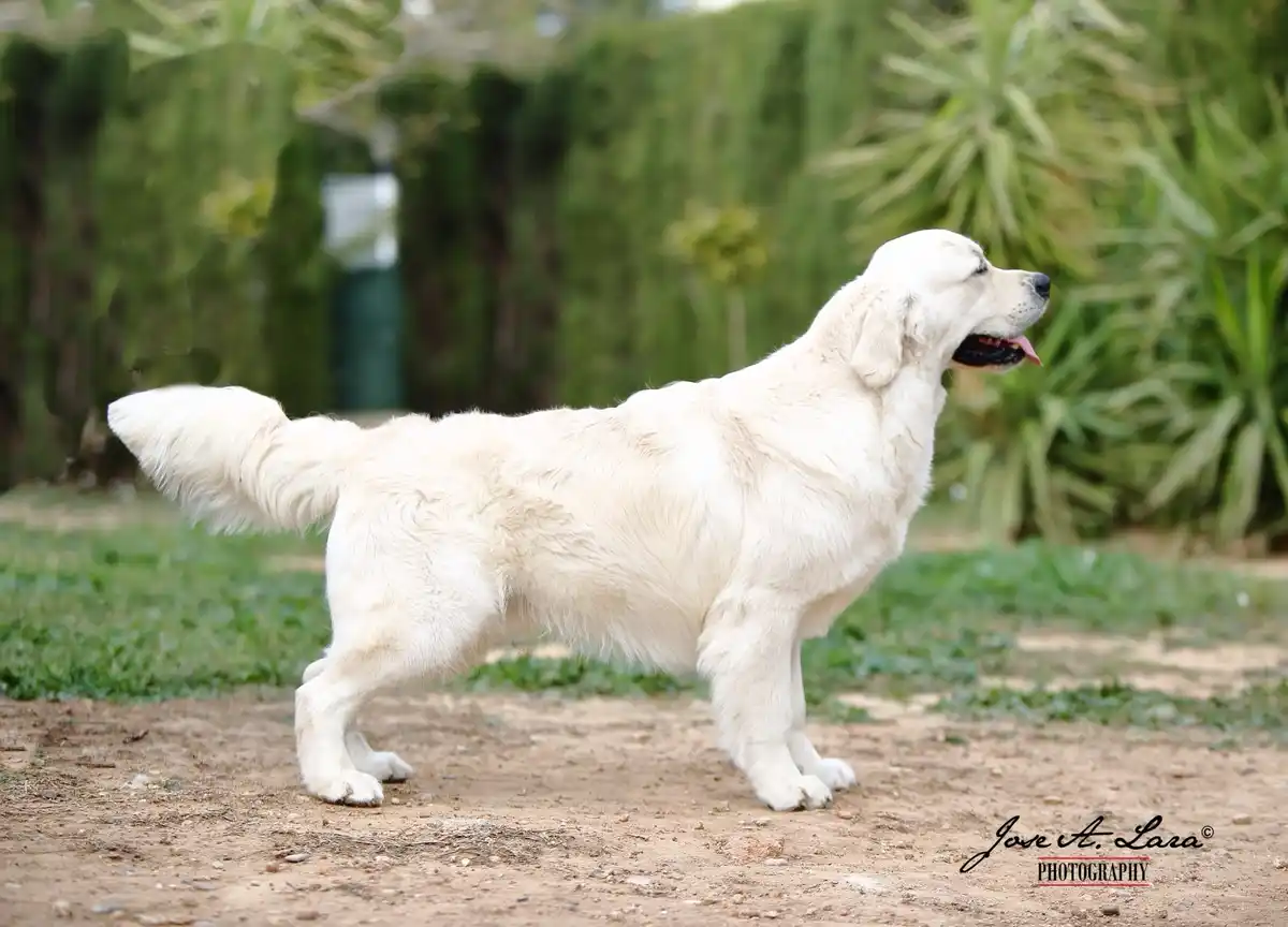 A white golden retriever stands in profile on dirt ground with green foliage in the background, looking upward with its…