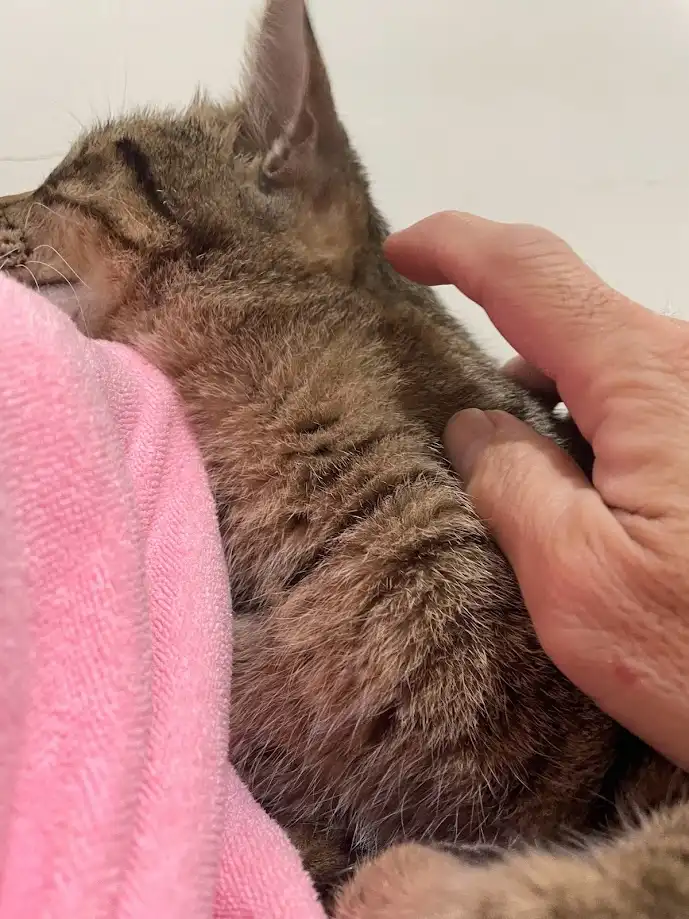 A close-up photo shows a tabby cat sleeping peacefully while a human hand gently strokes its back. The cat is nestled…