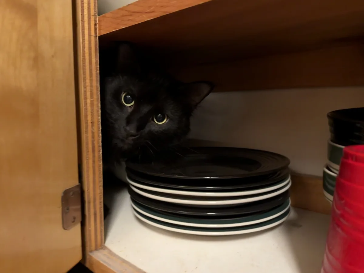 A black cat with wide, yellow-rimmed eyes peeks out from behind a stack of black and white plates inside an open wooden…