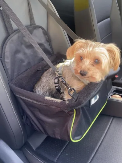 A small, fluffy Yorkshire Terrier sits in a black, cushioned car seat harness, looking directly at the camera with a serious…