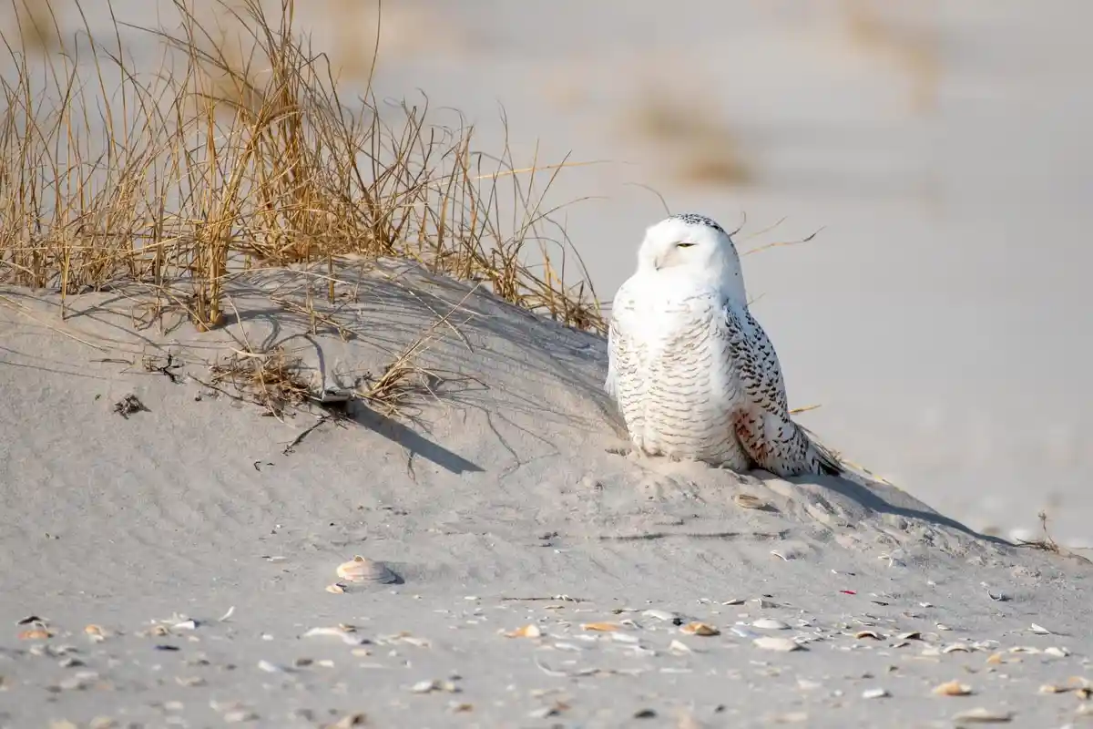 A snowy owl with white and brown speckled feathers sits calmly on a sandy dune covered in dry grass and scattered seashells…