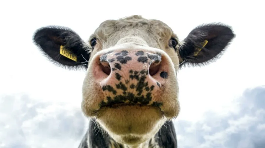 A close-up photo of a cow's face, looking directly at the camera with its nose and ears filling the frame. The cow has black…
