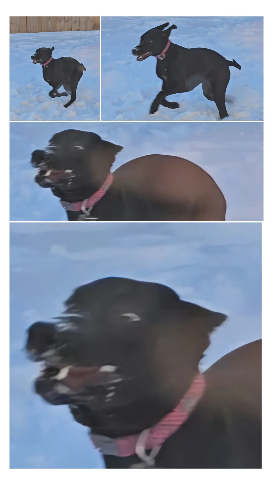 A black dog with a pink collar runs through snow in four progressively blurrier photos, transitioning from a clear full-body…