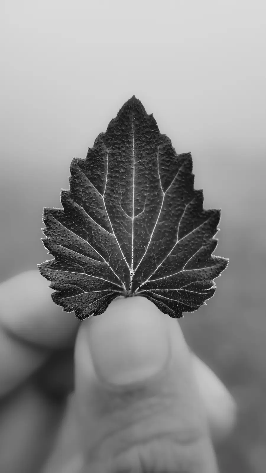A black-and-white close-up photograph shows a single leaf held between two fingers, with its detailed veins and serrated…