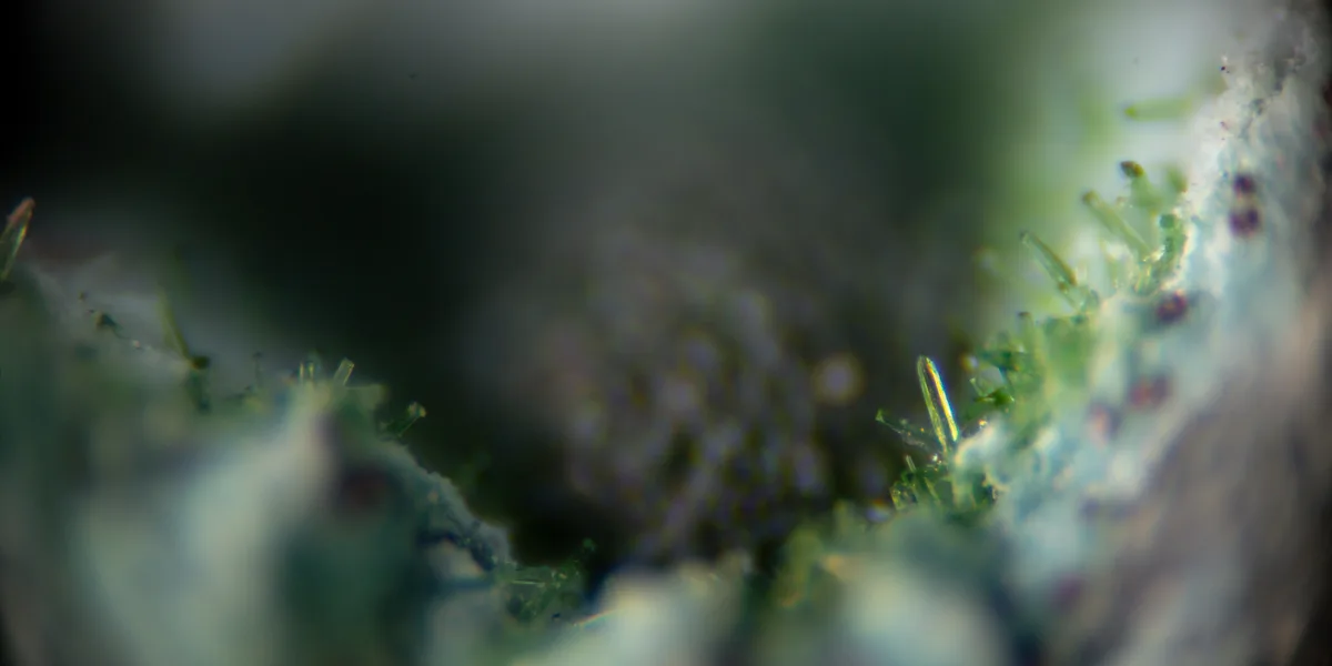 A blurry, close-up microscopic image shows green, hair-like crystalline structures growing on a fuzzy, white, organic…