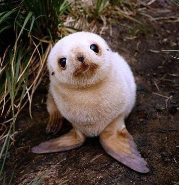A very young, fluffy white seal pup sits on dark earth with green grass nearby, looking directly at the camera with large…